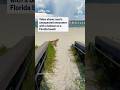 Video captures bobcat encounter on Florida beach