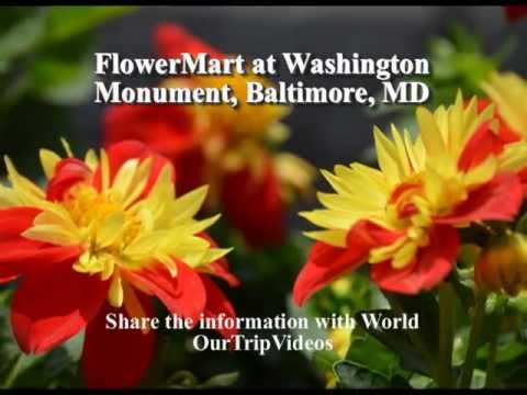 Pictures of FlowerMart at Washington Monument, Baltimore, MD, US