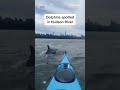 Dolphins Spotted In #HudsonRiver  - 00:09 min - News - Video