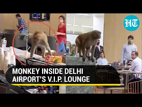Viral video: Monkey spotted inside Delhi Airport, drinks juice and eats food at bar