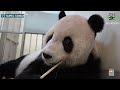 Sick Panda Creates Rare Chance For Cooperation Between Taiwan And China  - 01:15 min - News - Video