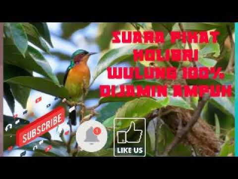 suara pikat kolibri wulung