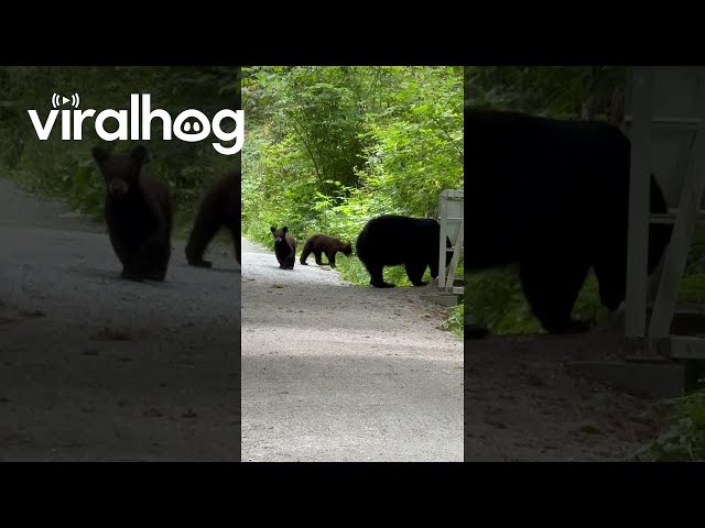 Black Bear Triplets Cross Bridge || ViralHog