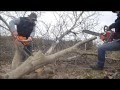 Walnut tree felling with ZID TAJGA 245 & OLEO - MAC 937 láncfűrész / láncfűrész