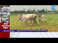 కట్ట యూరియా కోసం ఏపీ రైతుల కష్టాలు | Farmers Angry on Chandrababu Govt | Urea Shortage | @SakshiTV  - 02:50 min - News - Video