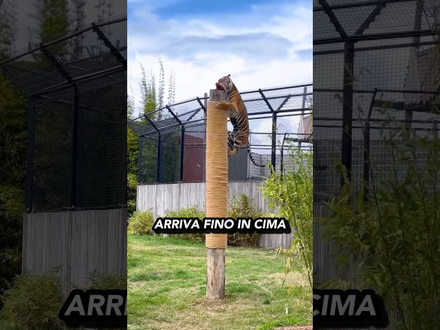 La potenza di salto della tigre 🤔🐯👀