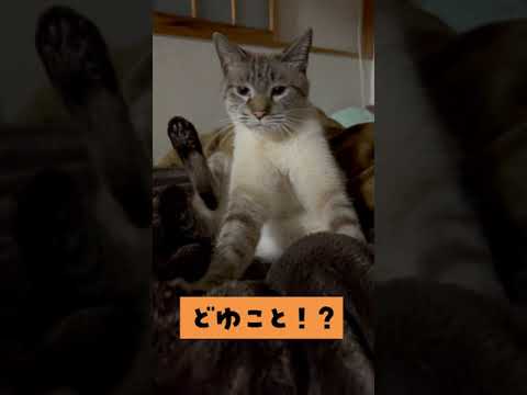 ふみふみ中の猫の顔つきが完全に職人な件 まとめちゅーぶ