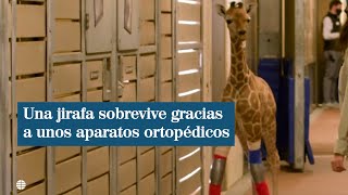 Una jirafa sobrevive gracias a unos aparatos ortopédicos