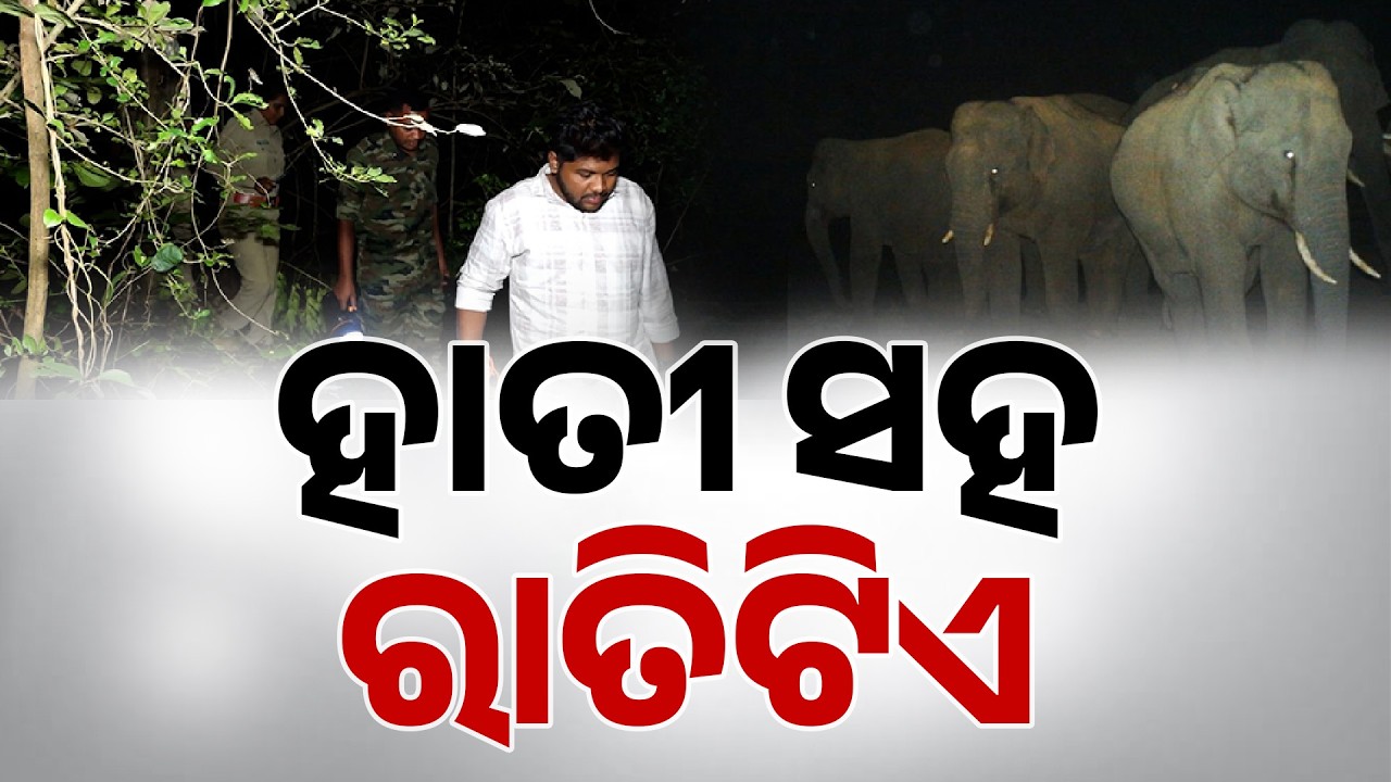 Ground Exclusive: 7 Elephants Spread Terror in Ganjam's Ramaguda Forest | Argus News