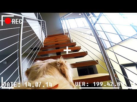 What do dogs do when they're home alone? *GOPRO SPYCAM FOOTAGE*