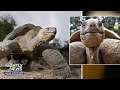 Travel with us to the Galápagos Islands to meet these unique animals | Nightly News: Kids Edition
