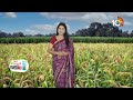 అధిక దిగుబడినిచ్చే కొర్ర రకాలు- సాగు యాజమాన్యం | Foxtail Millet Cultivation | Matti Manishi | 10TV  - 05:14 min - News - Video