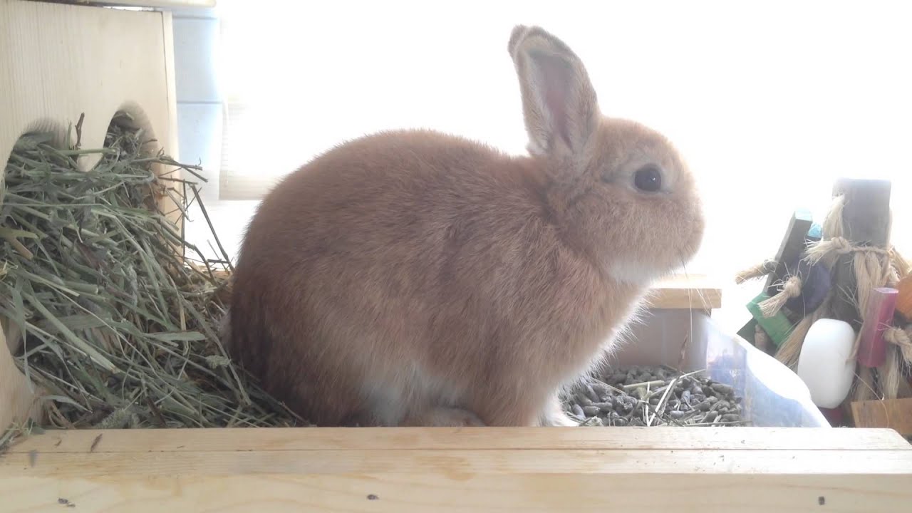 bashful cinnamon bunny