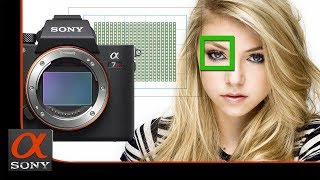 نظرة سريعة لنظام الفوكس الخاص بكاميرا سوني Sony a7R III -