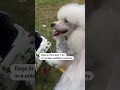 Dogs get married in romantic ceremony in Peru  - 00:18 min - News - Video