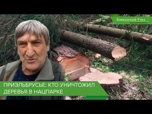 Приэльбрусье: кто уничтожил деревья в нацпарке